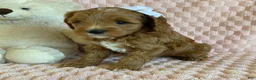 Cavapoo dogs for sale: Taffy - Ad 5