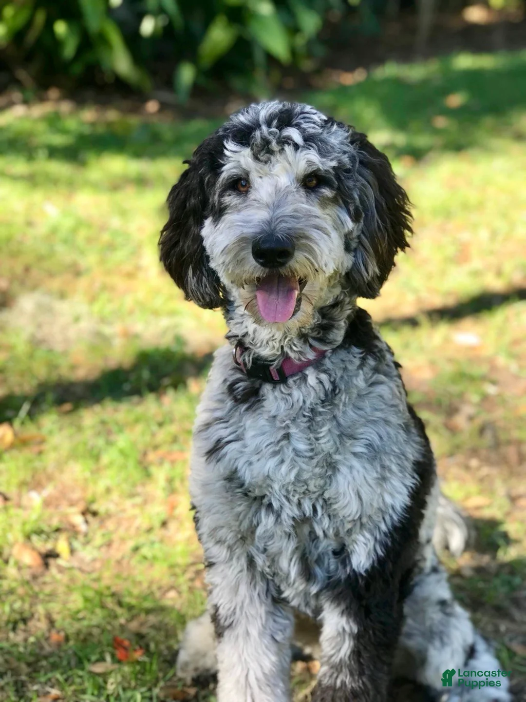 Goldendoodle dogs for sale: Scout (Green Collar) - Ad 5