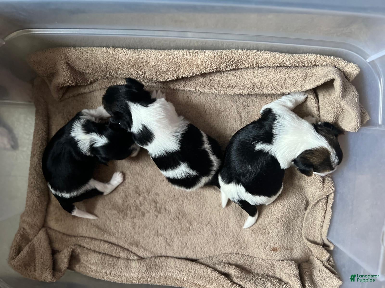 Biewer Terrier dogs Puppy - Ad 15