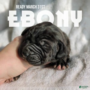 Great Dane dogs Ebony - Ad 1