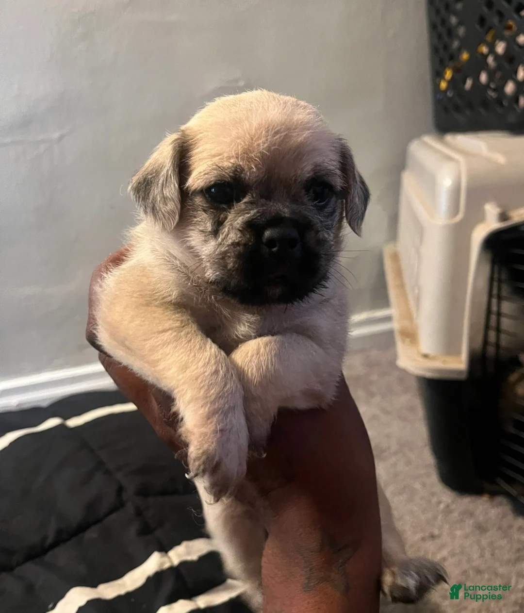 Pugapoo dogs for sale: Darhla - Ad 3