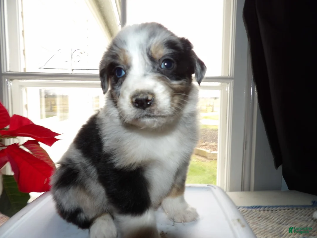 Gallery Image {{count}}