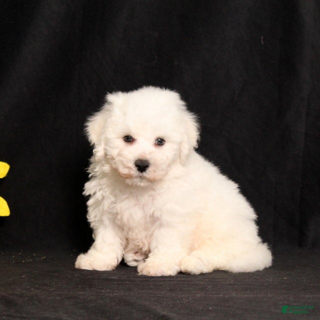 Bichon Frise dogs Sparky - Ad 2