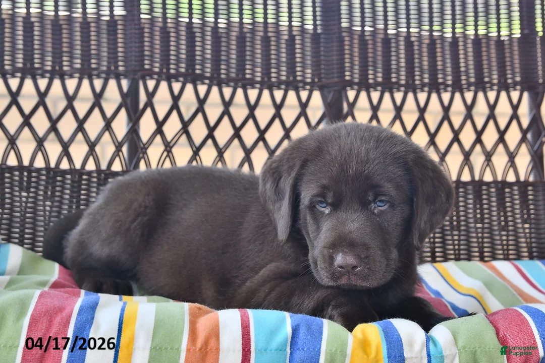 Labrador Retriever dogs for sale: Jake - Ad 1