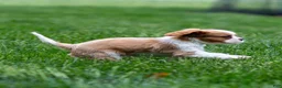 Cavalier King Charles Spaniel dogs for sale: Arlan Cavalier King Charles Spaniel Puppy  - Ad 9