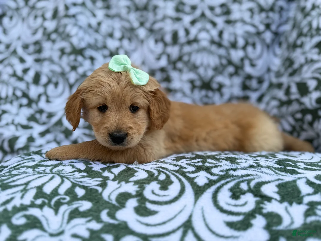 Goldendoodle dogs for sale: Brynlee - Ad 8