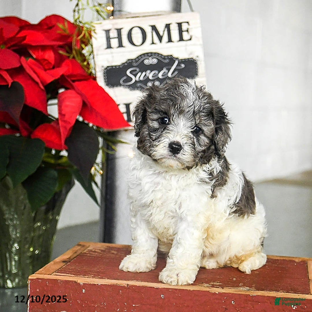 Cavapoo dogs for sale: Finn - Ad 1