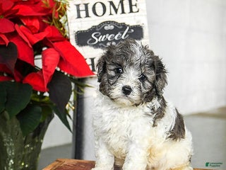 Cavapoo dogs Finn - Ad 40