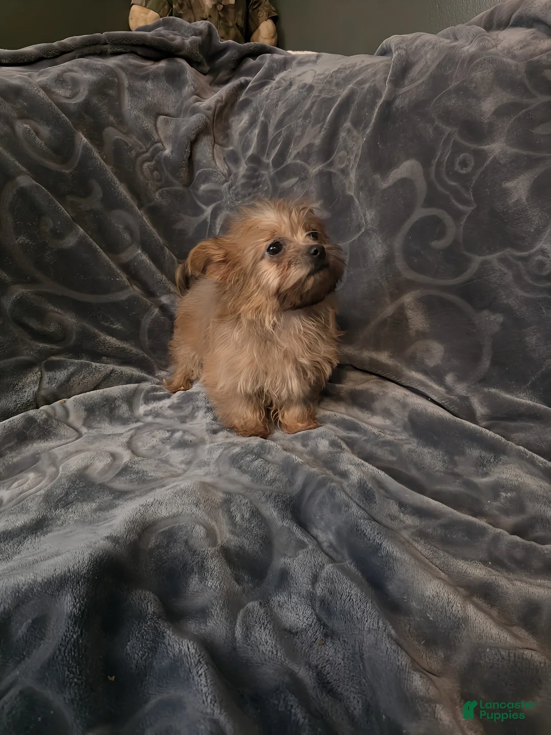 Shorkie dogs for sale: TEACUP Lucy - Ad 4