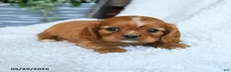 Cavalier King Charles Spaniel dogs for sale: Dusty - Ad 3