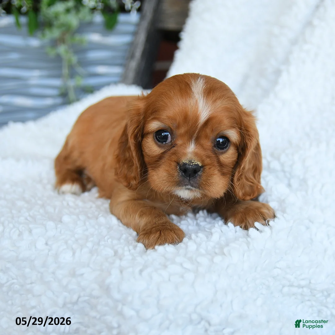 Cavalier King Charles Spaniel dogs for sale: Dusty - Ad 3