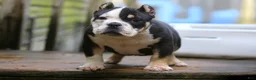 American Bully dogs for sale: Black Tri Male - Ad 4