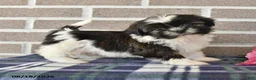 Shih Tzu dogs for sale: Pansy - Ad 3