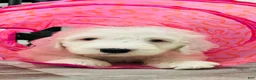 Sheepadoodle dogs for sale: Lily  - Ad 11