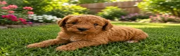 Mini Goldendoodle dogs for sale: Nico - Ad 1