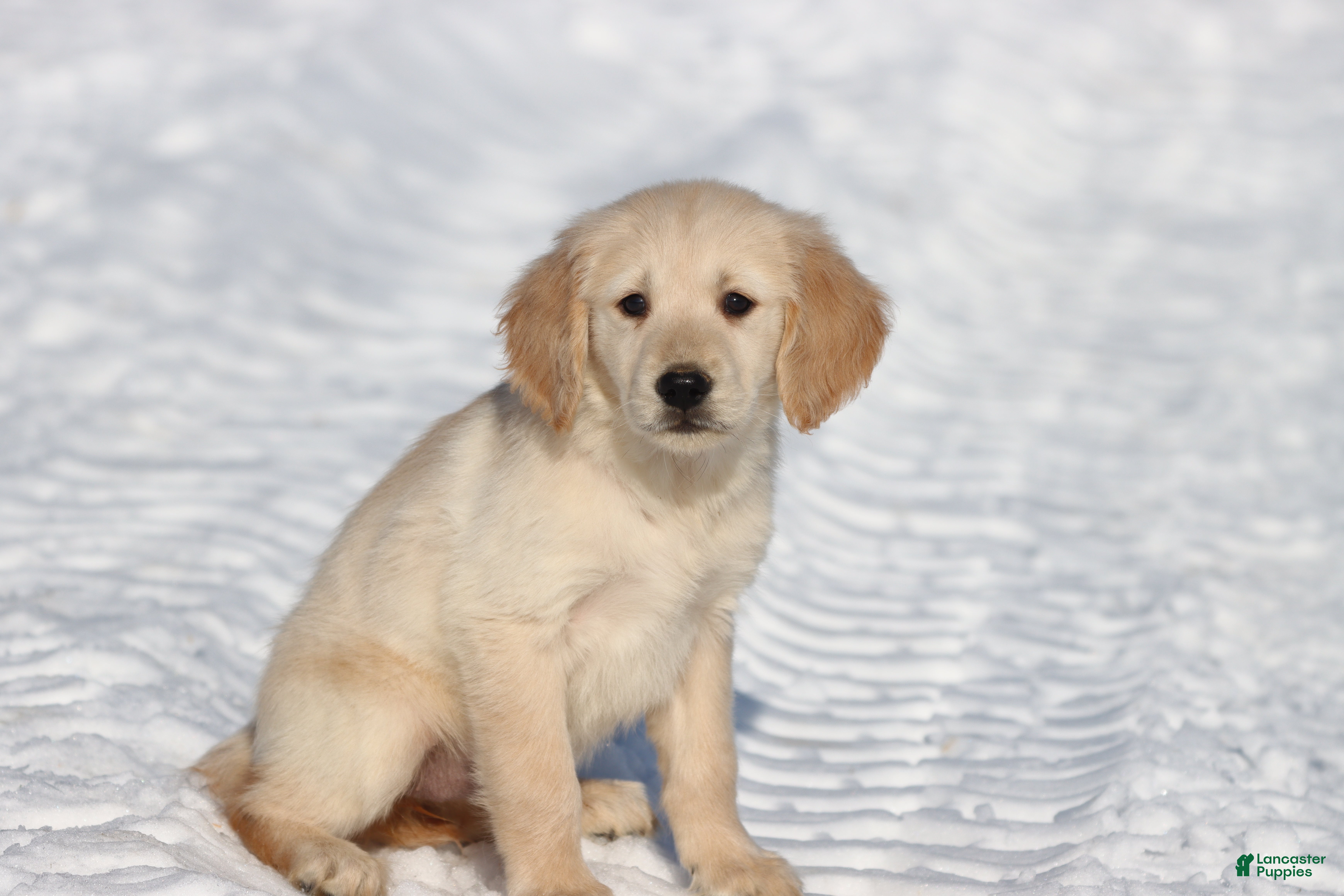 Golden Retriever dogs Peek A Boo  - Ad 31