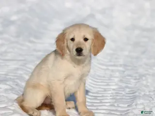 Golden Retriever dogs Peek A Boo - Ad 31