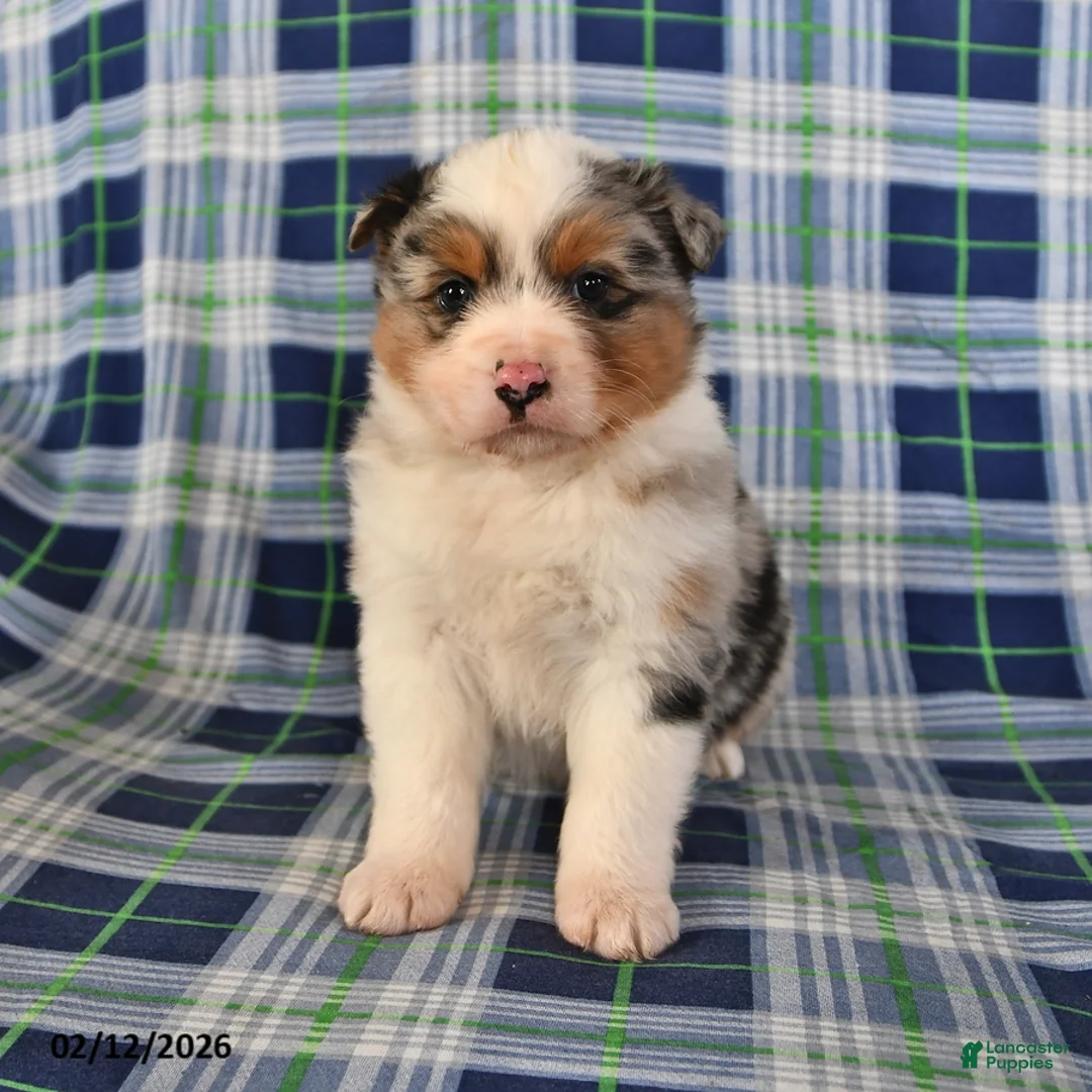 Australian Shepherd dogs for sale: Oak - Ad 4