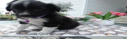 Mixed Breed dogs for sale: Mixed Breed 5 Daisey - Ad 3