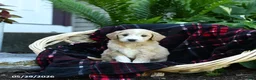 Goldendoodle dogs for sale: Ivy - Ad 2