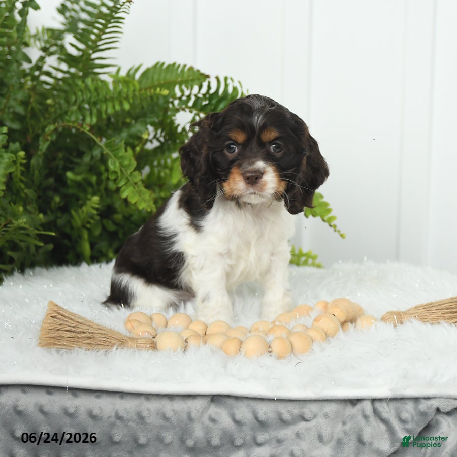 English Cocker Spaniel dogs Sonny - Ad 1