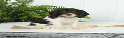 English Cocker Spaniel dogs for sale: Sonny - Ad 1