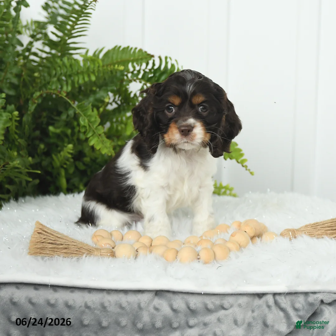 English Cocker Spaniel dogs for sale: Sonny - Ad 1