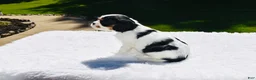Cavalier King Charles Spaniel dogs for sale: Cooper  - Ad 4