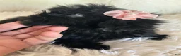 Shihpoo dogs for sale: Shihpoo 3 - Ad 9