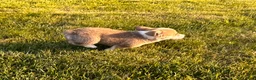Welsh Corgi Pembroke dogs for sale: Mable - Ad 13