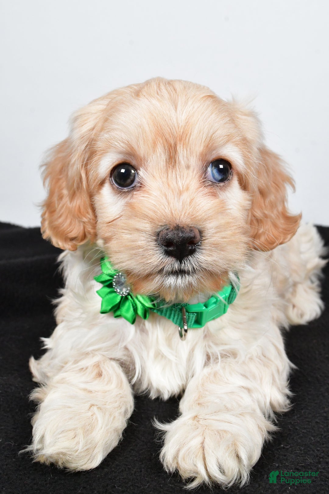 Cockapoo dogs for sale: Carmel - Ad 4