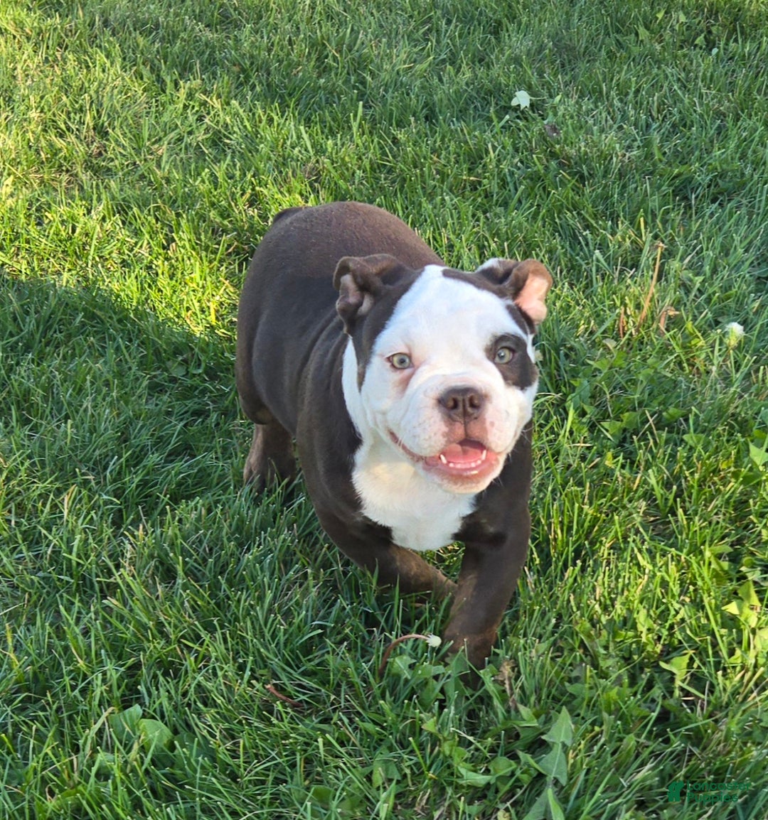 Olde English Bulldogge dogs for sale: Olde English Bulldogge Puppy Jack - Ad 5