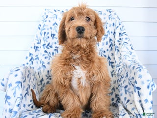 Goldendoodle dogs - Ad 40
