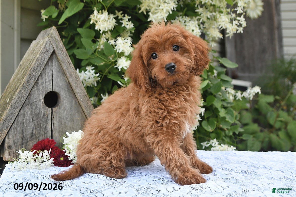 Cavapoo dogs Alex - Ad 2