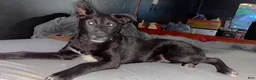 Mixed Breed dogs for sale: Mixed Breed Puppy 1 - Ad 2