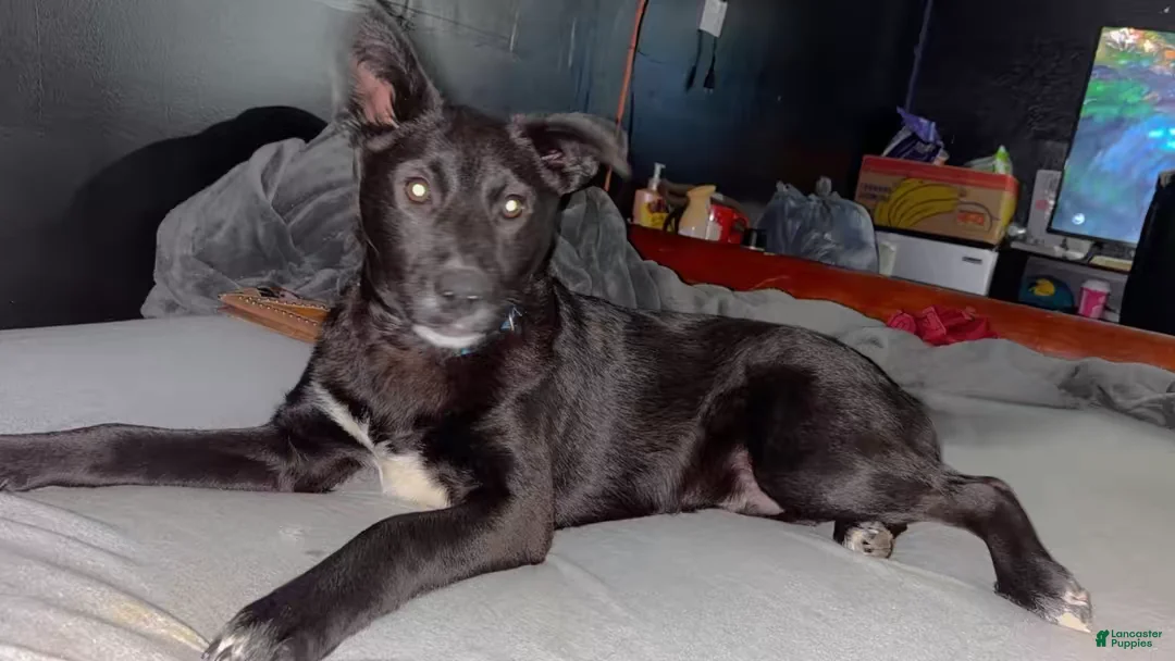 Mixed Breed dogs for sale: Mixed Breed Puppy 1 - Ad 2