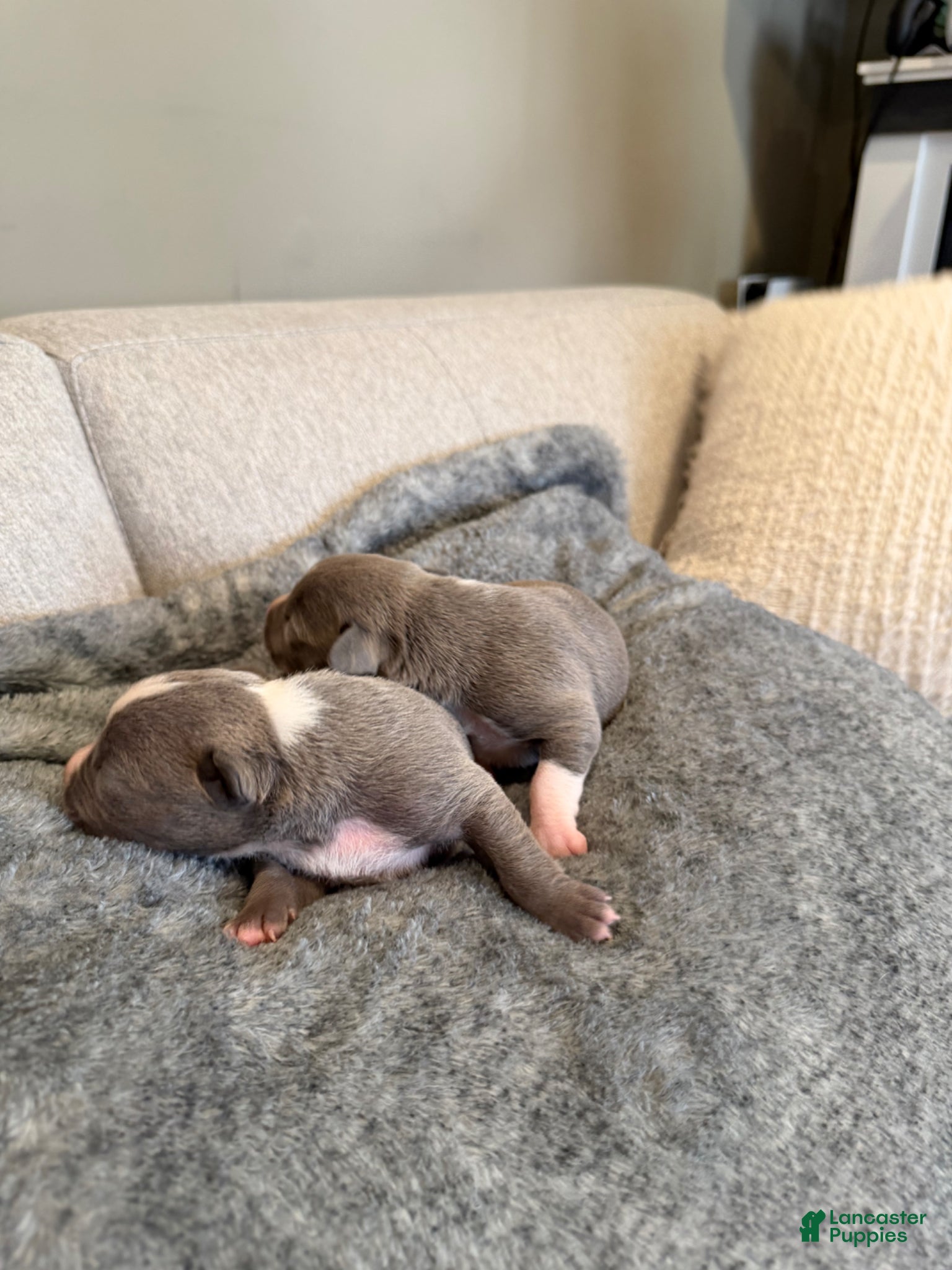 American Pit Bull Terrier dogs American Pit Bull Terrier Puppy 10 - Ad 15