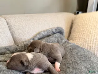 American Pit Bull Terrier dogs American Pit Bull Terrier Puppy 10 - Ad 15