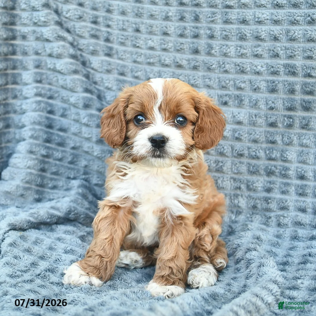 Cavapoo dogs for sale: Navy  - Ad 1