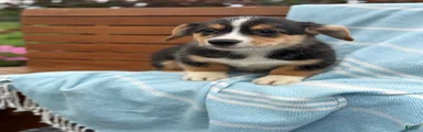 Juno