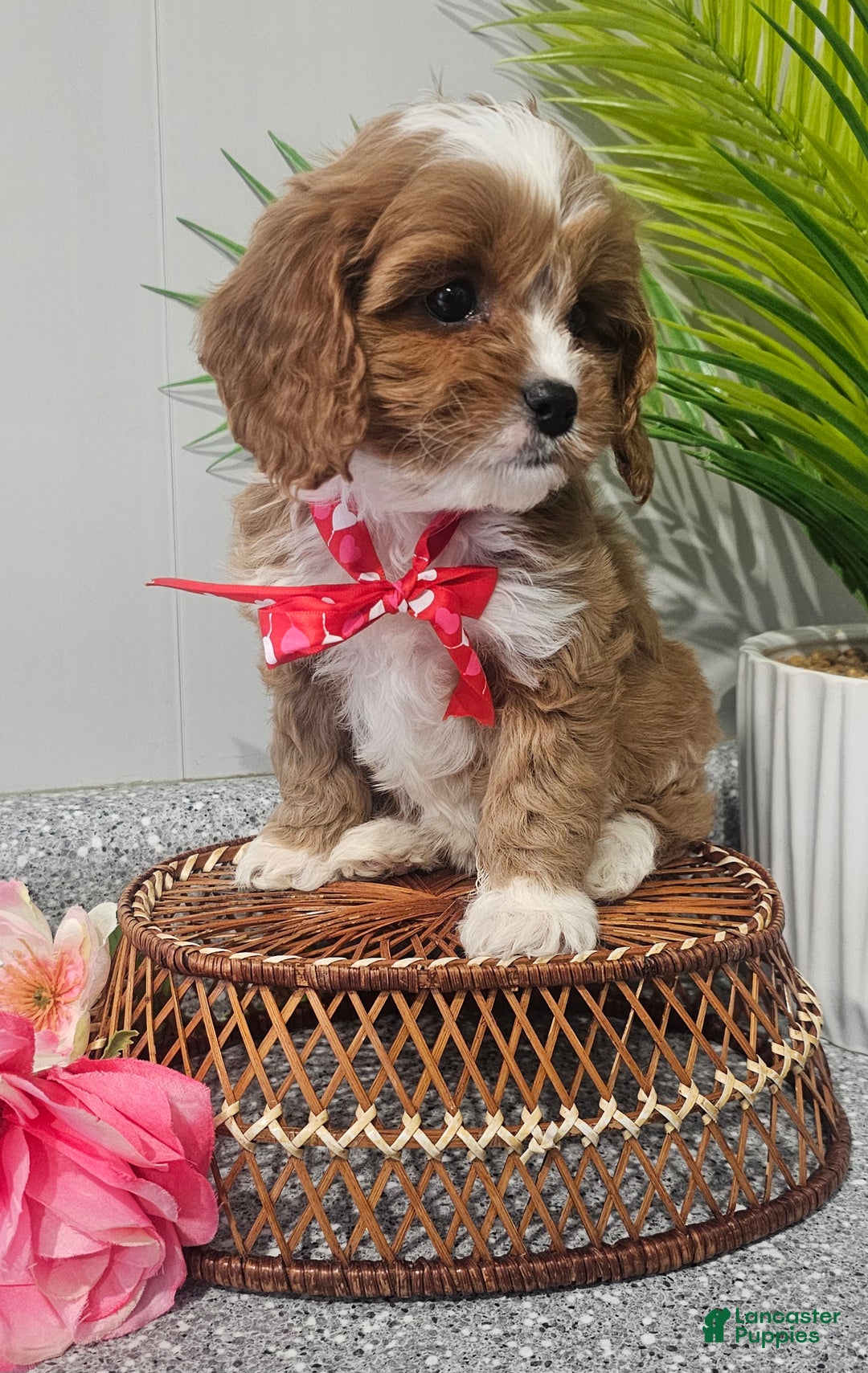 Cavapoo dogs for sale: Lil Shiloh  - Ad 15