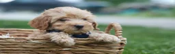 Havapoo dogs for sale: Eugene 💛🐾 - Ad 5