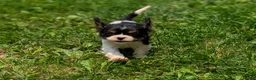 Cavalier King Charles Spaniel dogs for sale: Haley - Ad 3