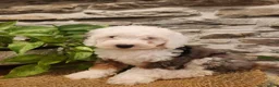 Mini Bernedoodle dogs for sale: ESME - FEMALE Mini Bernedoodle 4 - Ad 8