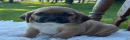 Puggle dogs for sale: Pudge - Ad 6