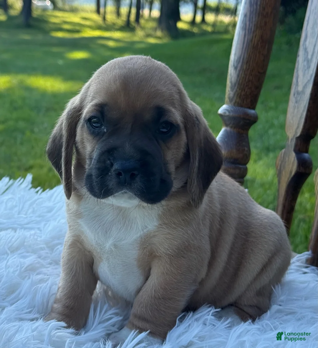 Puggle dogs for sale: Pudge - Ad 6