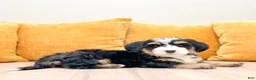 Mini Bernedoodle dogs for sale: Finn - Ad 8