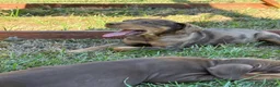 Catahoula Leopard Dog dogs for sale: Carrie - Ad 4