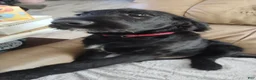 Labradoodle dogs for sale: Labradoodle Puppy 3 - Ad 4