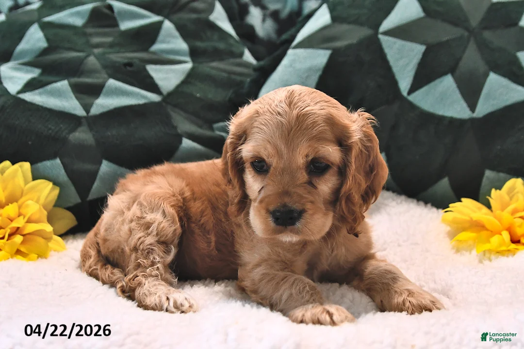 English Cocker Spaniel dogs for sale: Lorrisa Faye  - Ad 2